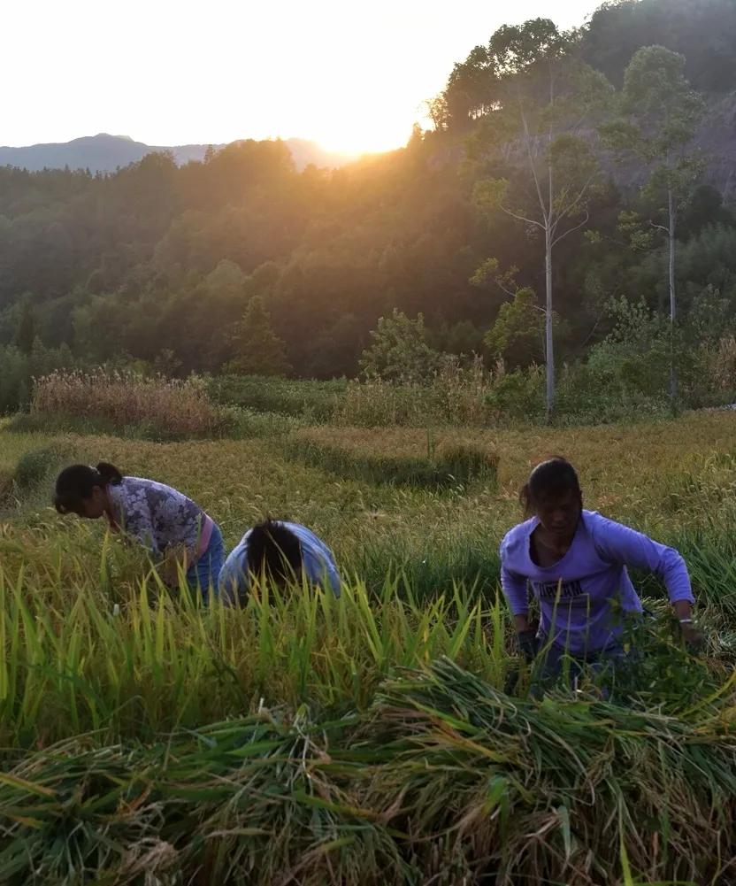 稻菽飘香各地丰收忙,稻菽飘香图片
