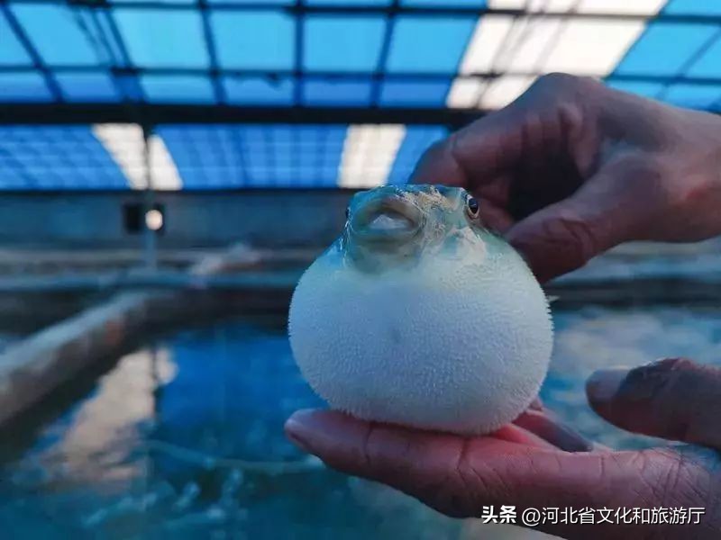 河豚火锅吃的是极致新鲜,中国河豚火锅