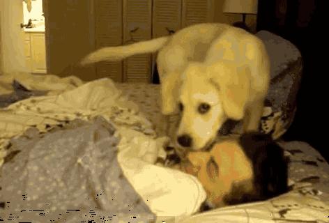 狗狗为什么爱趴在主人胸前睡觉,狗狗不愿意和主人睡