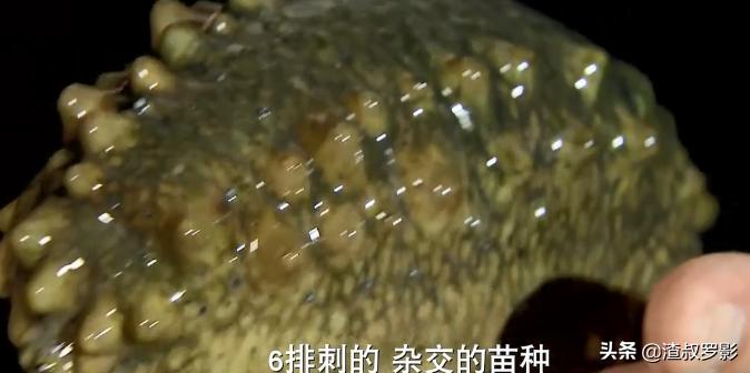 男子50元买海鲜发现是海洋活化石,一男子花10万买海参后续
