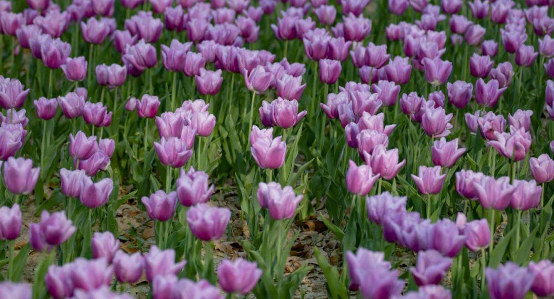 郁金香的花语是永远的爱,郁金香花语是永恒的爱与祝福
