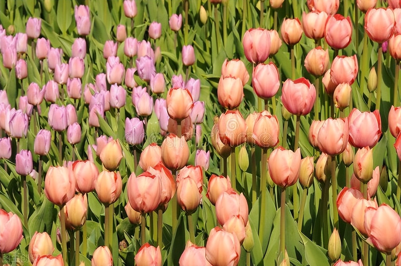 荷兰郁金香当年有多疯狂,荷兰郁金香为什么那么贵