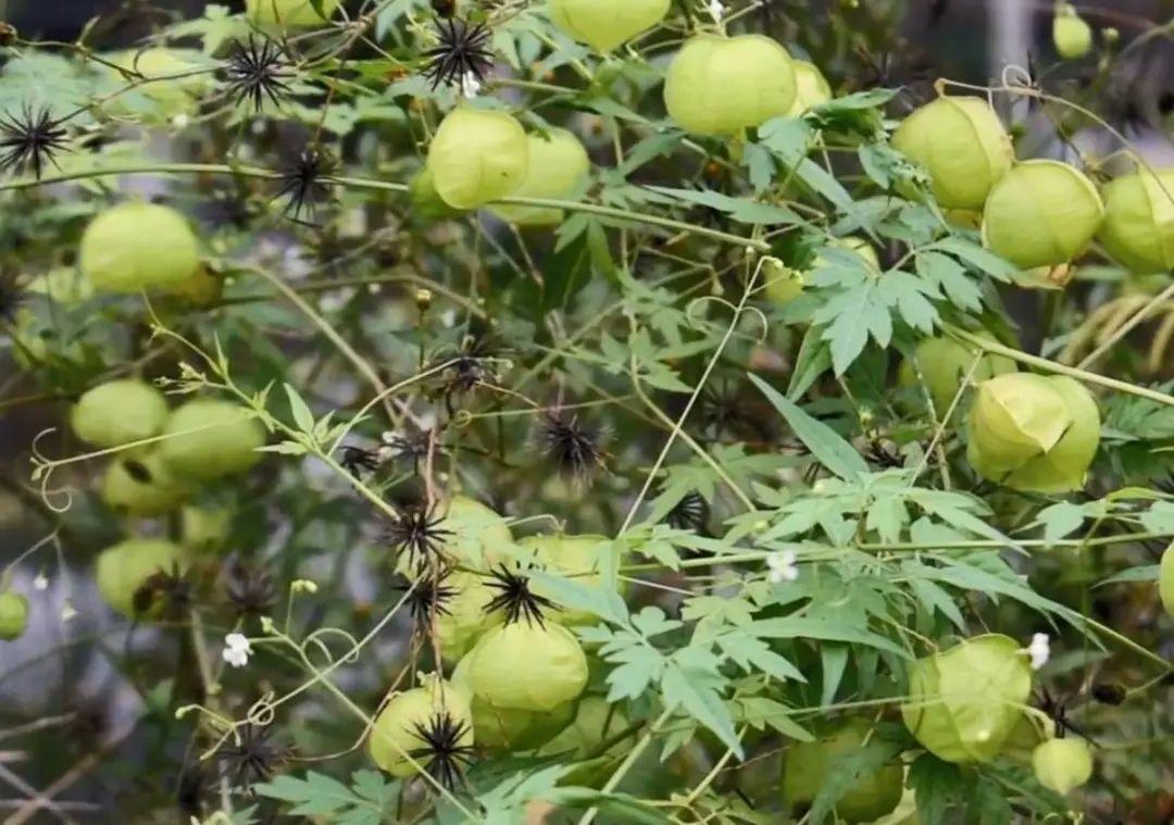 农村常见野生植物你都认识吗,农村常见植物野果