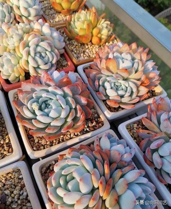 网上买的多肉，为啥养不活？多肉质量有问题，养护技术不足