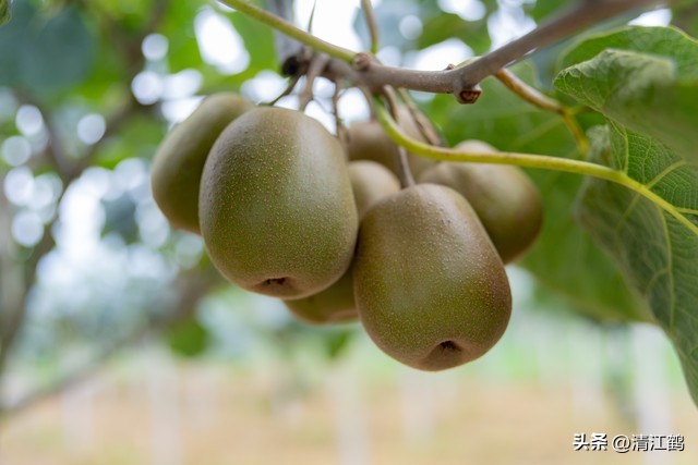 今年猕猴桃树冻害哪个省严重,猕猴桃如何防霜防寒