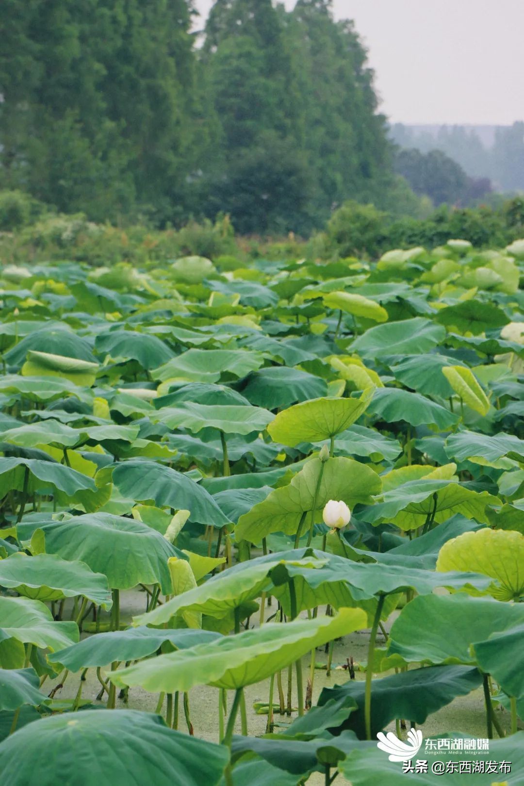 荷花开了夏天到了,荷花开了夏天又来了
