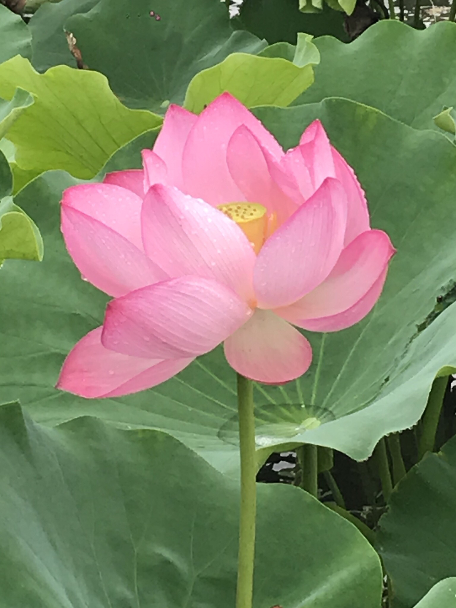 烈日炎炎赏荷花清凉一夏,京郊赏荷领略夏日之美