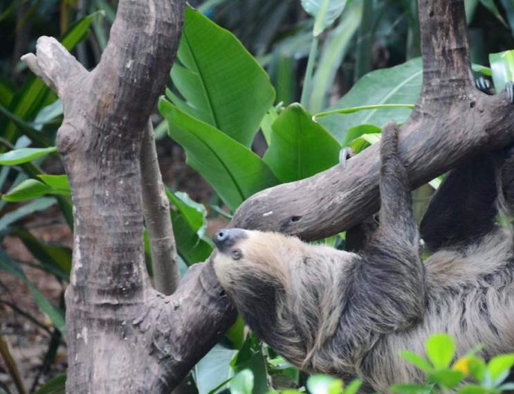 广州长隆野生动物园一日游vlog,广州长隆野生动物世界旅游攻略