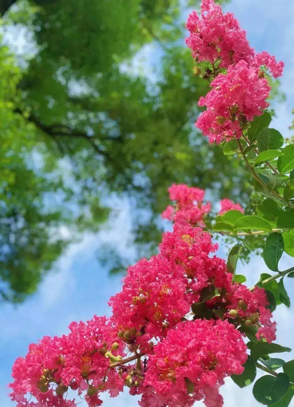 紫薇花壁纸高清全屏,唯美紫壁纸