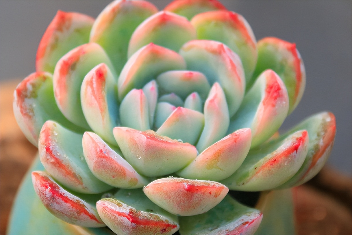 月影系最好养的多肉,月影系多肉最好养的品种