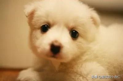 拴狗绳的狗被车撞了怎么赔偿,拴着绳子的狗被车撞