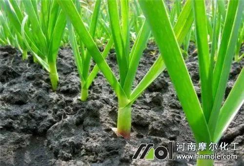 苍山大蒜越冬前管理,秋种大蒜安全越冬的措施