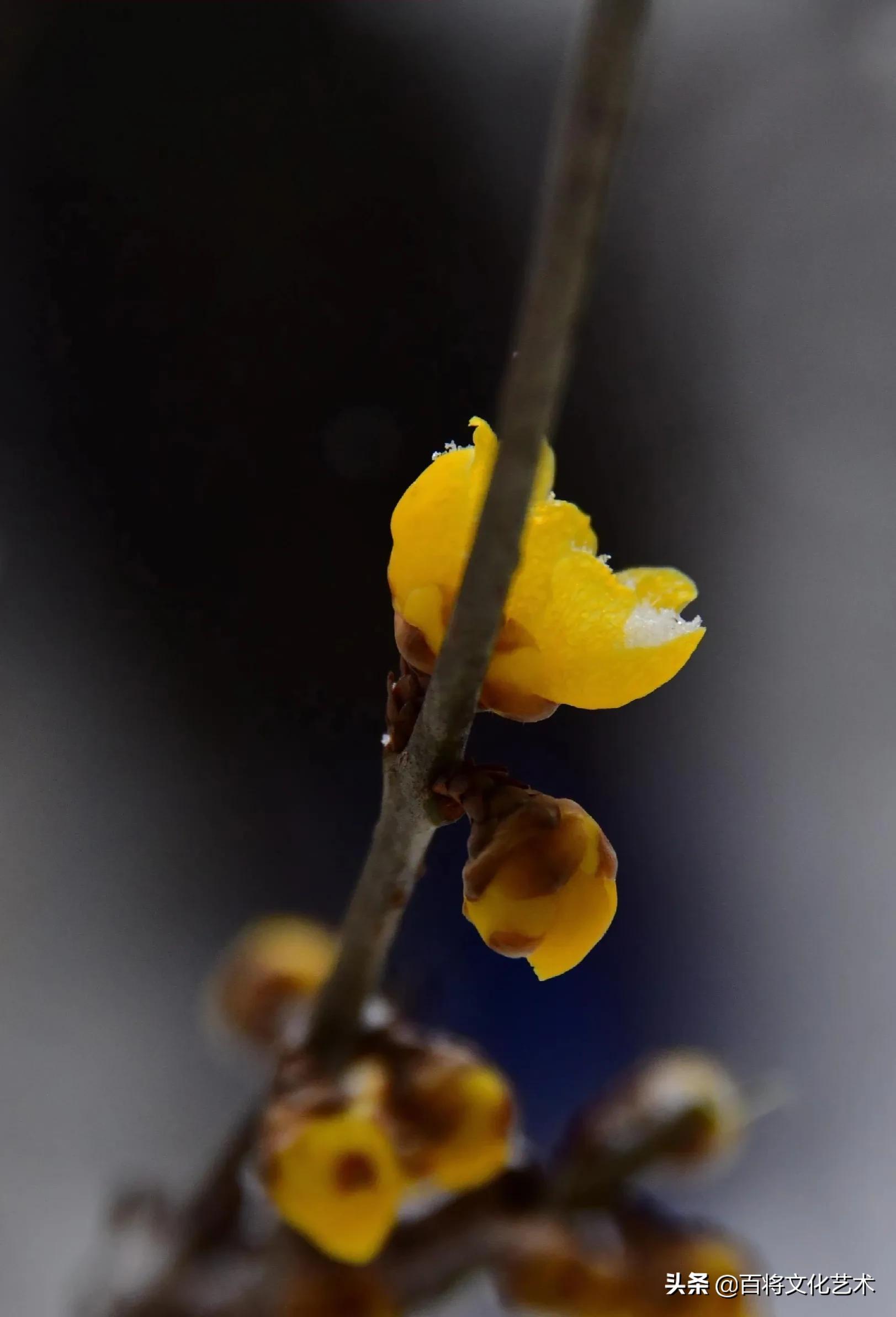 「百将文化」枝横碧玉天然瘦，恋破黄金分外香