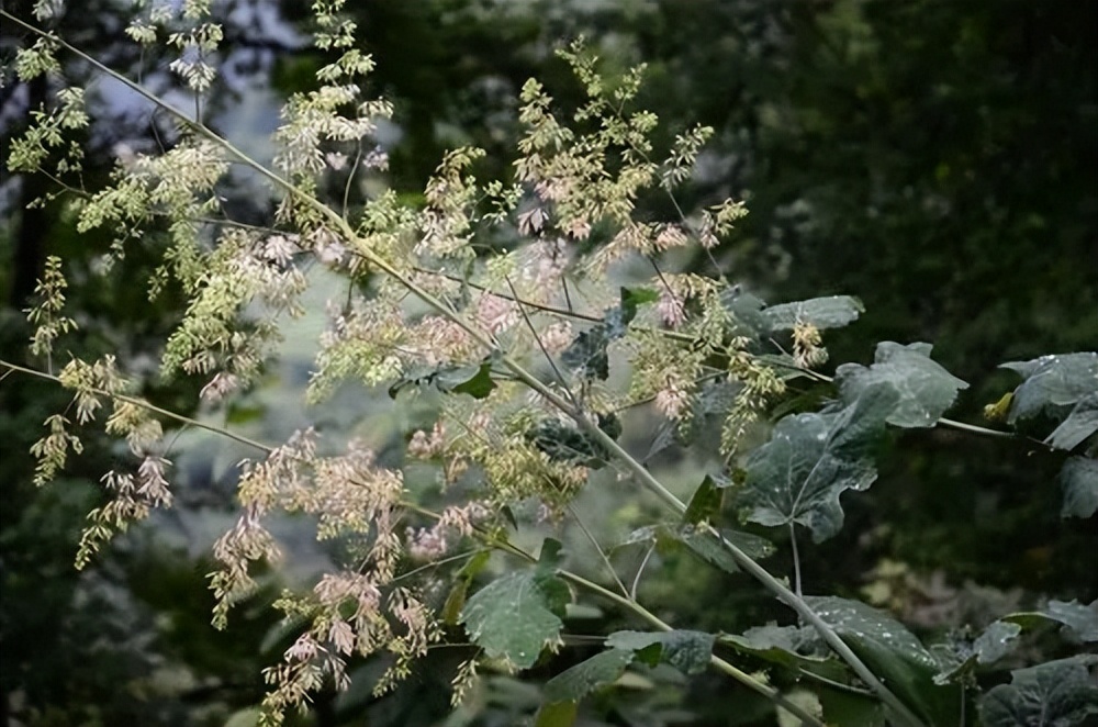 野外绝不能碰的有毒植物,农村山里常见的有毒植物