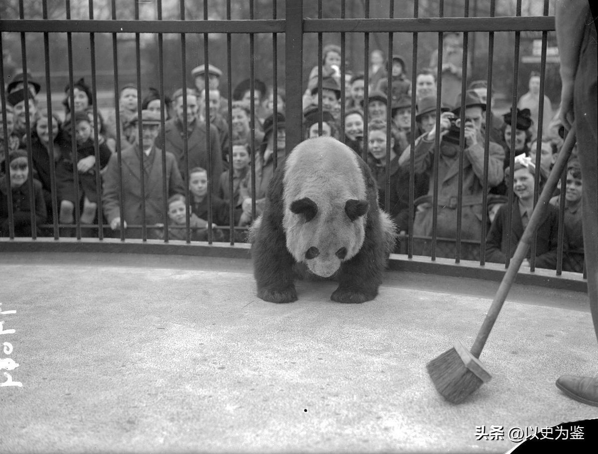 被偷的12只大熊猫,1939年被偷到英国的大熊猫