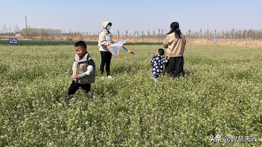 春风有信花开有期隶书,春风有信花开有期一路向阳