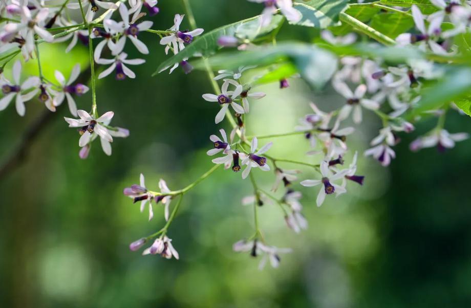 咏楝花的古诗词,有关楝花的诗