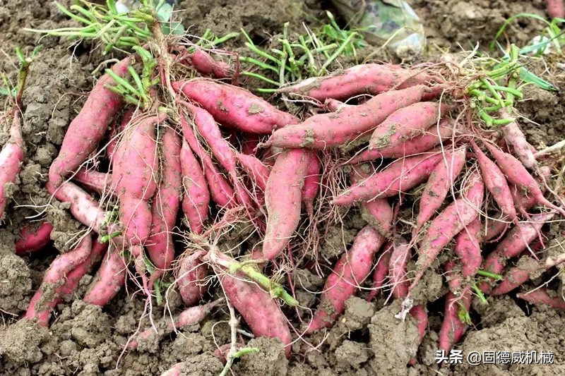 最新款红薯打粉机小型,最先进的红薯打粉机