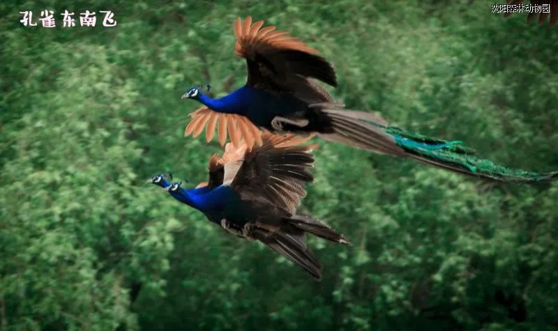 沈阳森林动物园饿死老虎,锦州到沈阳森林动物园