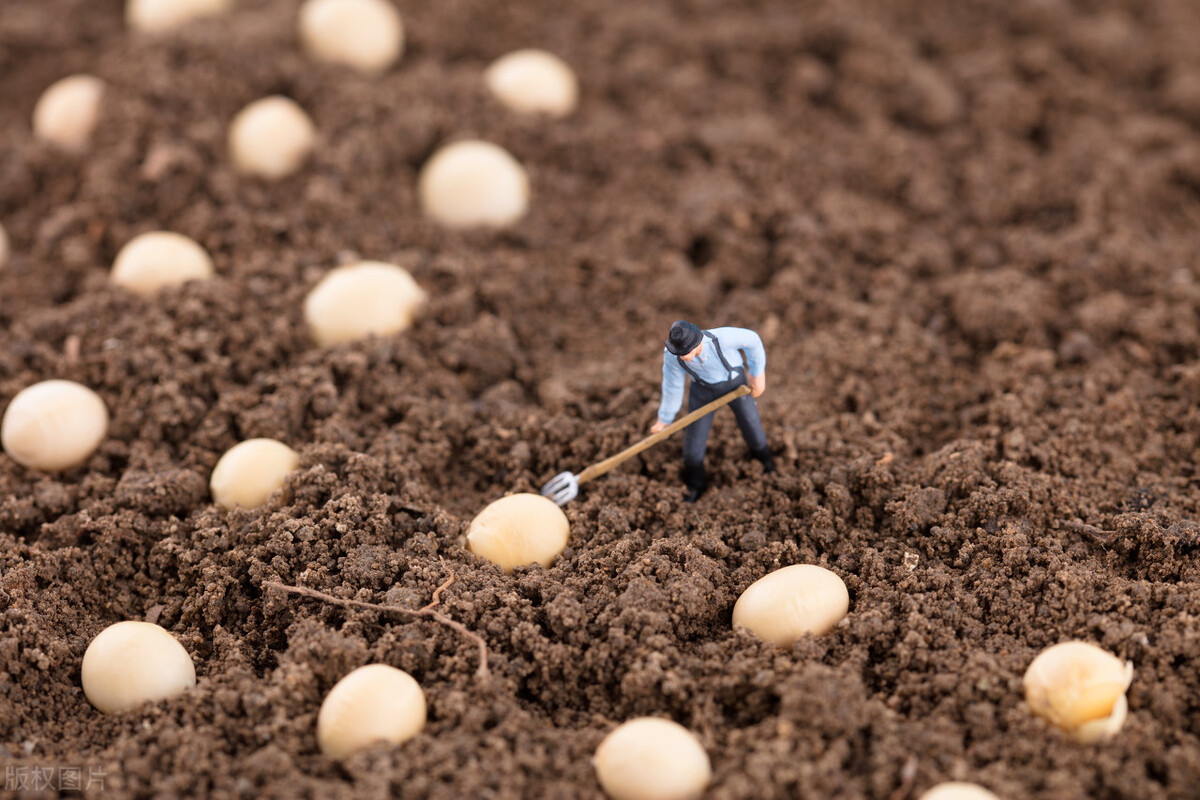 2018大豆价格4月行情,2020年11月3日国储拍卖大豆价格