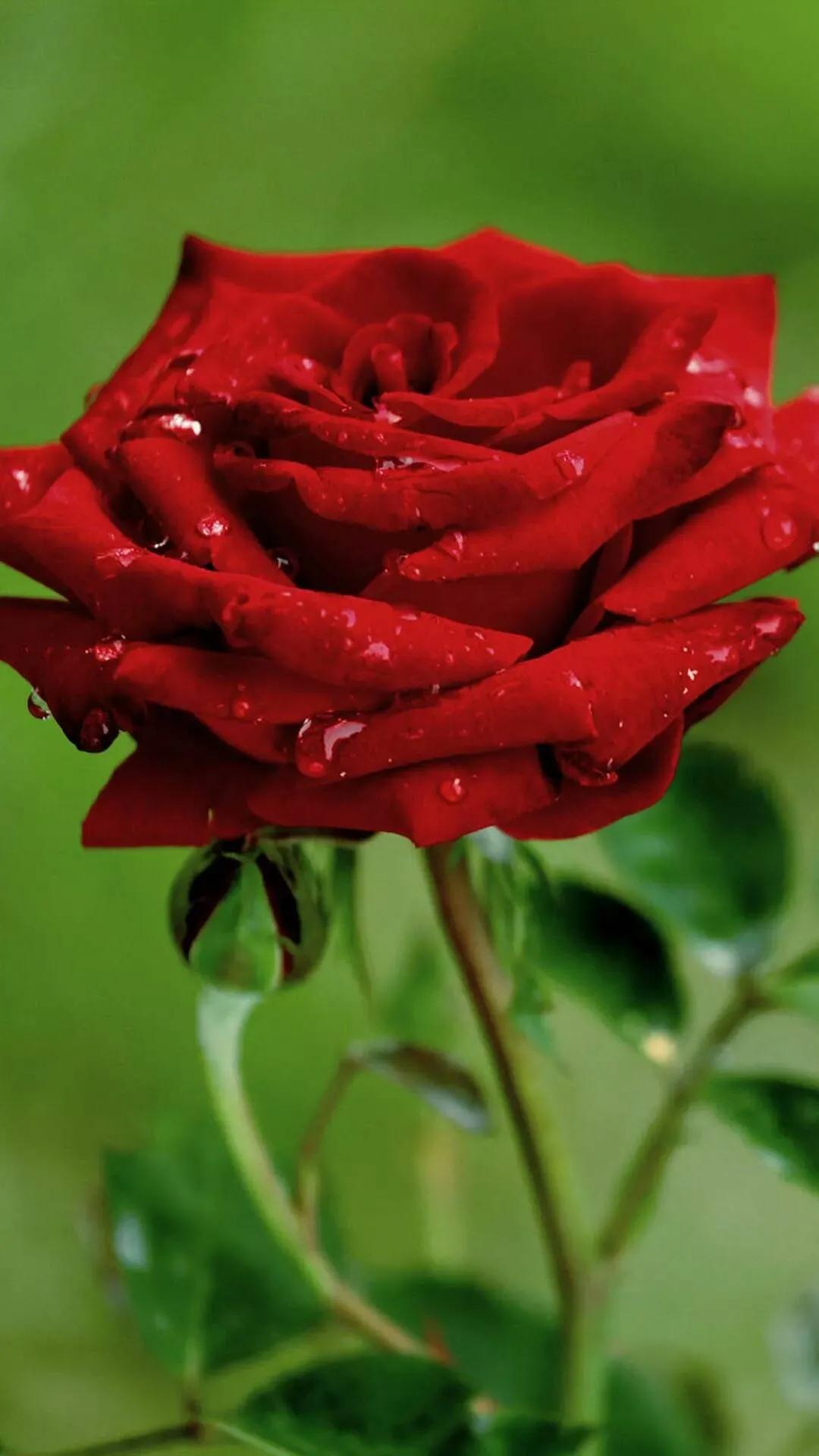 520浪漫玫瑰花壁纸,红玫瑰花壁纸大图