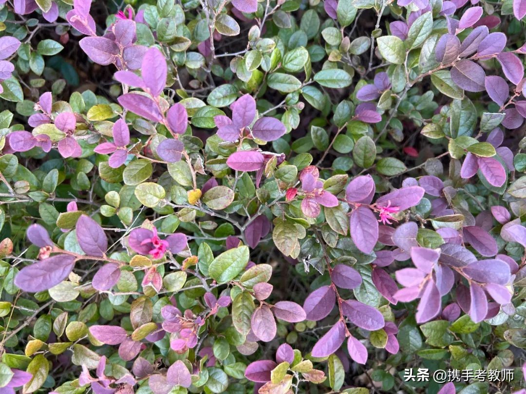 红花檵木盆景造型,红花檵木图片大全