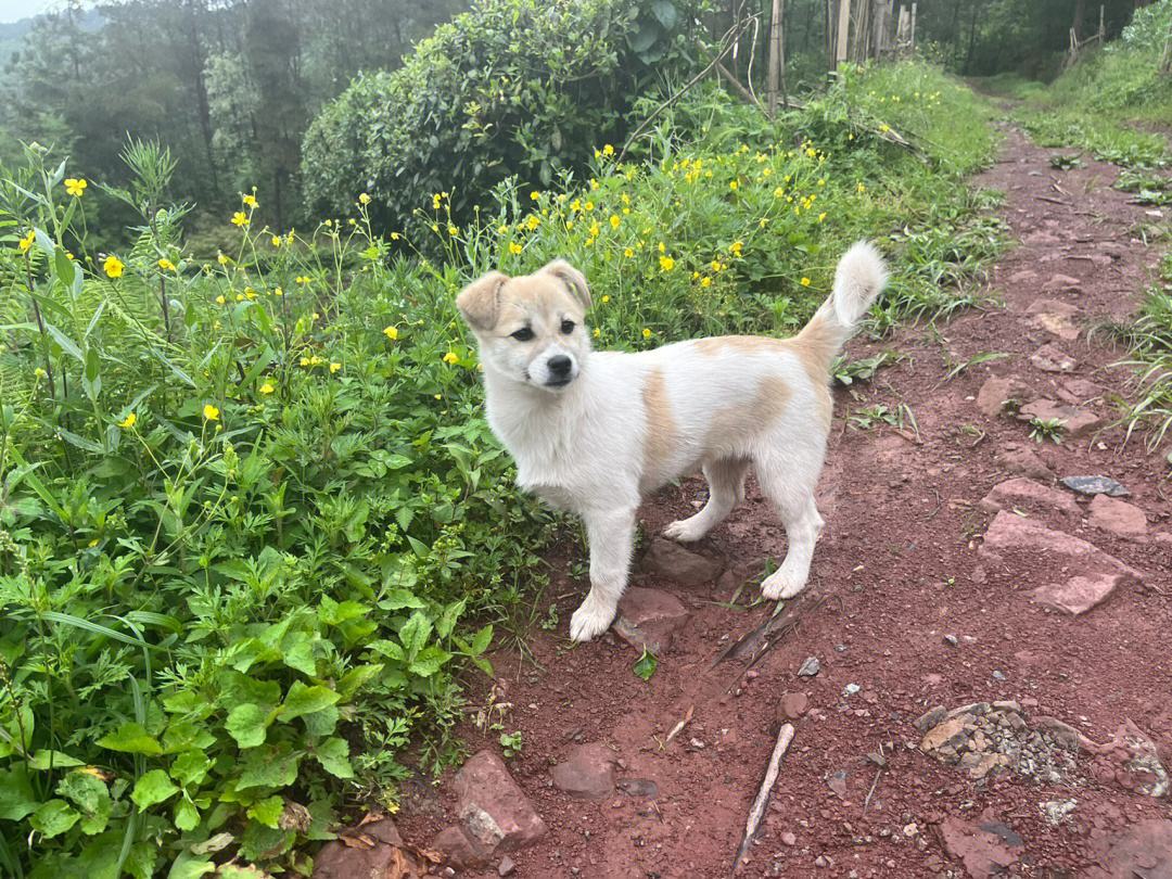 土狗为什么比宠物狗好养,养土狗与养宠物狗有什么区别