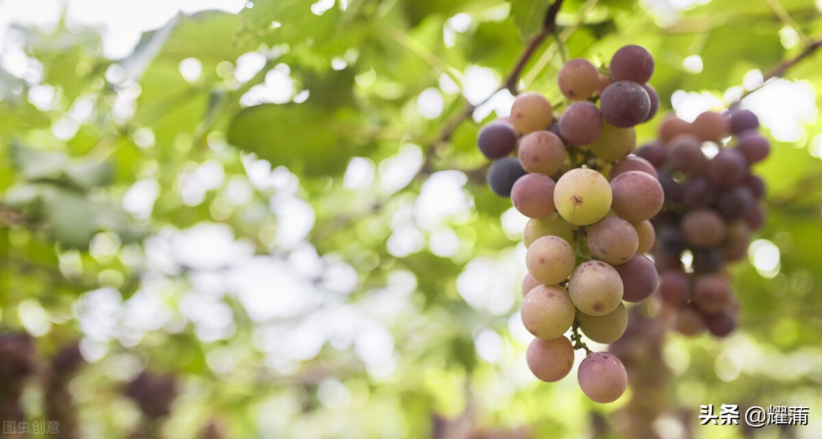 红提葡萄僵果了怎么办,为什么葡萄保果后会形成僵果