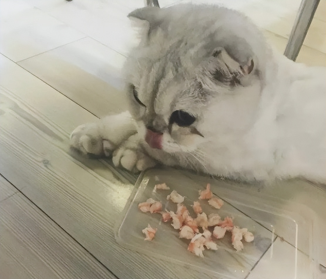 折耳猫一定要吃软骨素吗,折耳猫用一直吃软骨素么