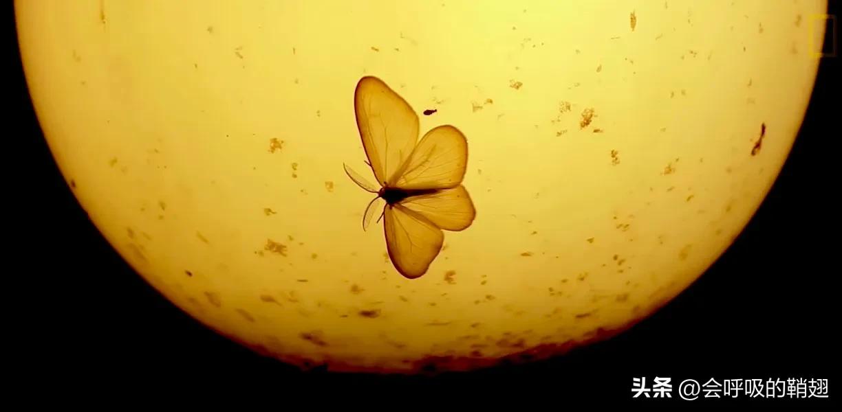 蛾类图谱,蛾类昆虫图谱