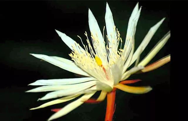 盘点世界上最贵的东西,世界上最贵的东西有哪一些