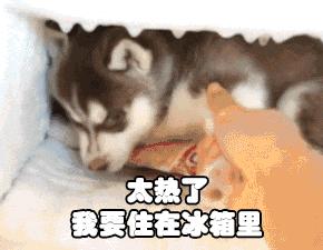 狗狗不愿动不吃食什么原因,狗狗不吃食怎么办