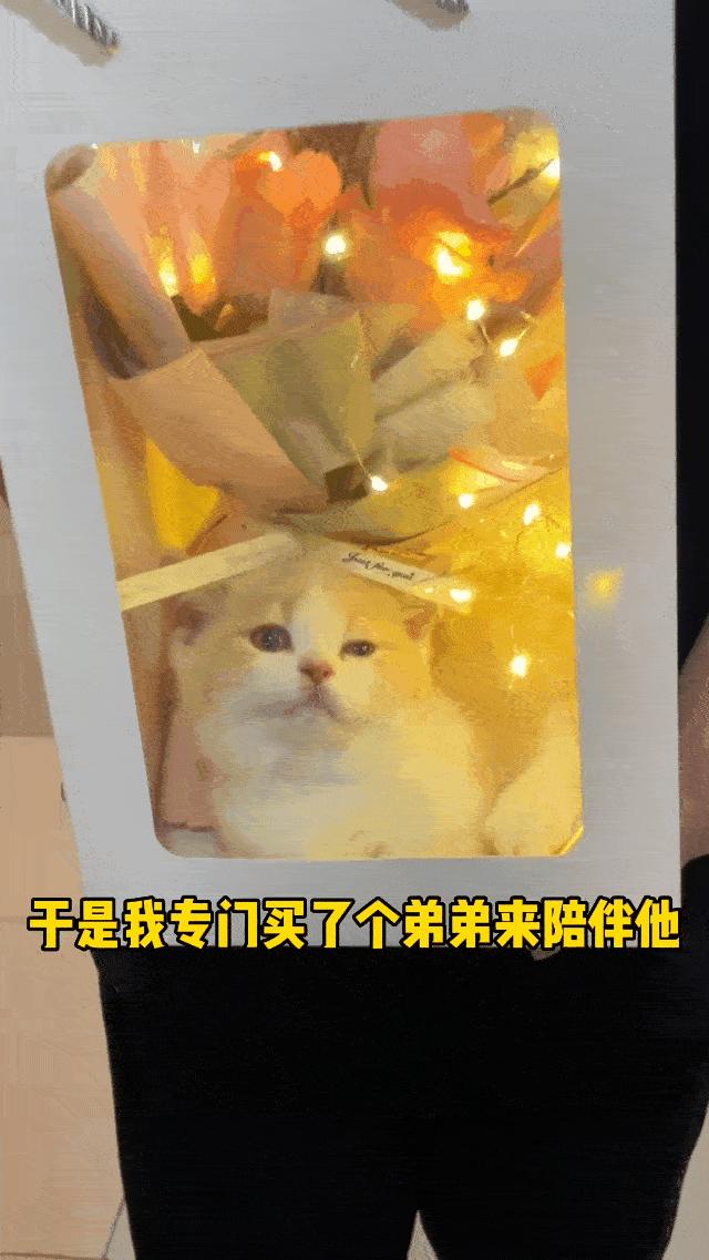 两个猫掐架怎么办,和铲屎官打架的猫咪