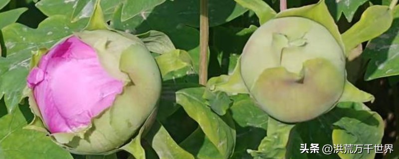 牡丹花用什么肥料好呢,牡丹花不开花只长叶