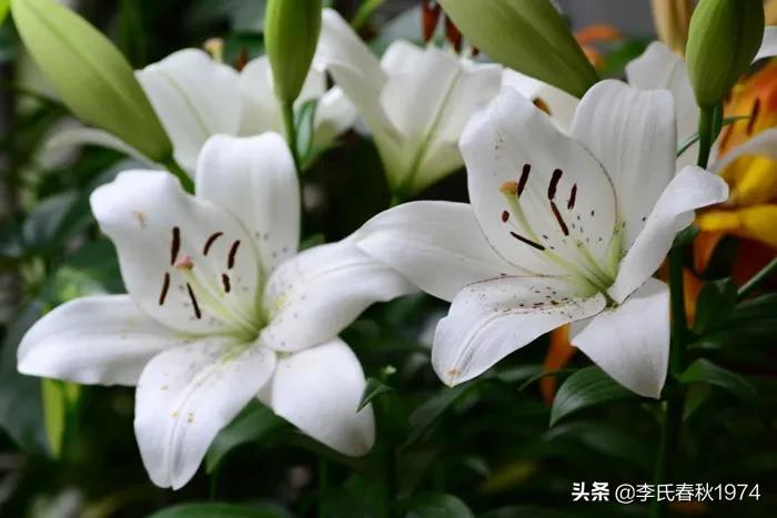 百合可以种在封闭阳台吗,阳台百合