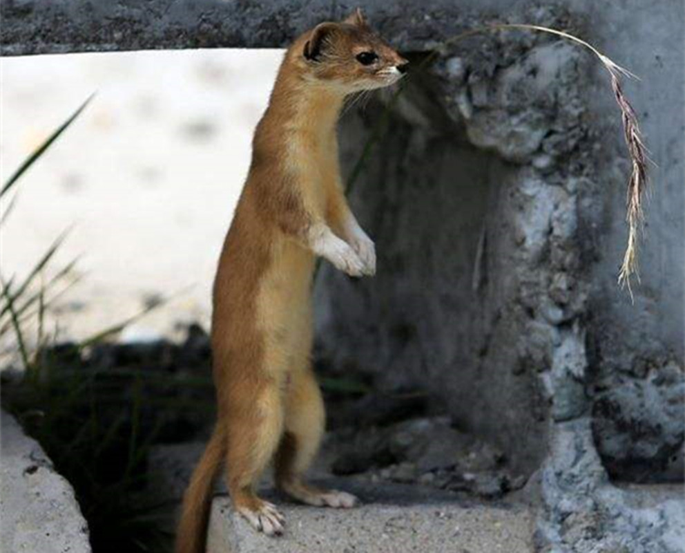黄鼠狼成精向人讨封被骂,黄鼠狼讨封成精后怎么处理