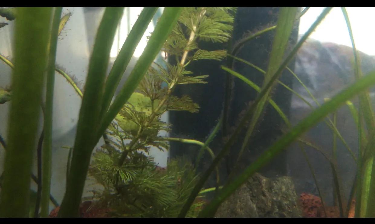 草缸水流冲击水草会长黑毛藻么,鱼缸里为什么只有水草上有黑毛藻