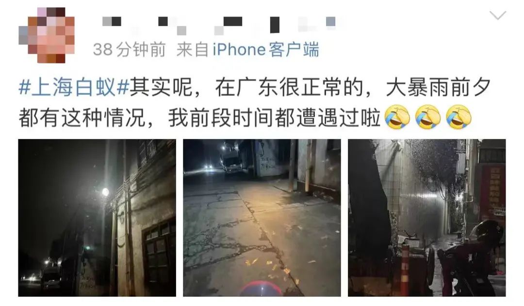 上海白蚁最新通报,最新上海遇白蚁事件