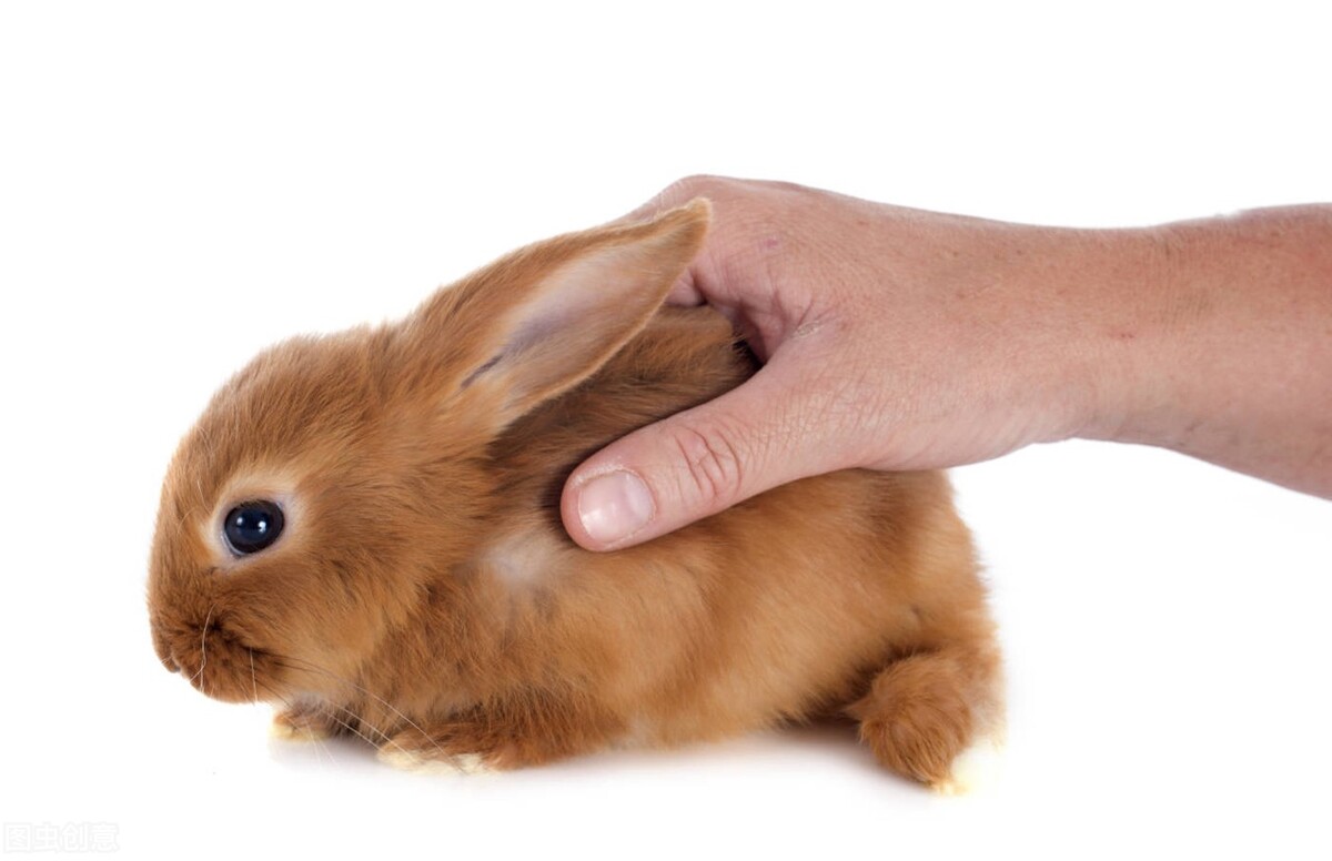 养兔知识大全,养兔兔子眼流水睁不开怎么办