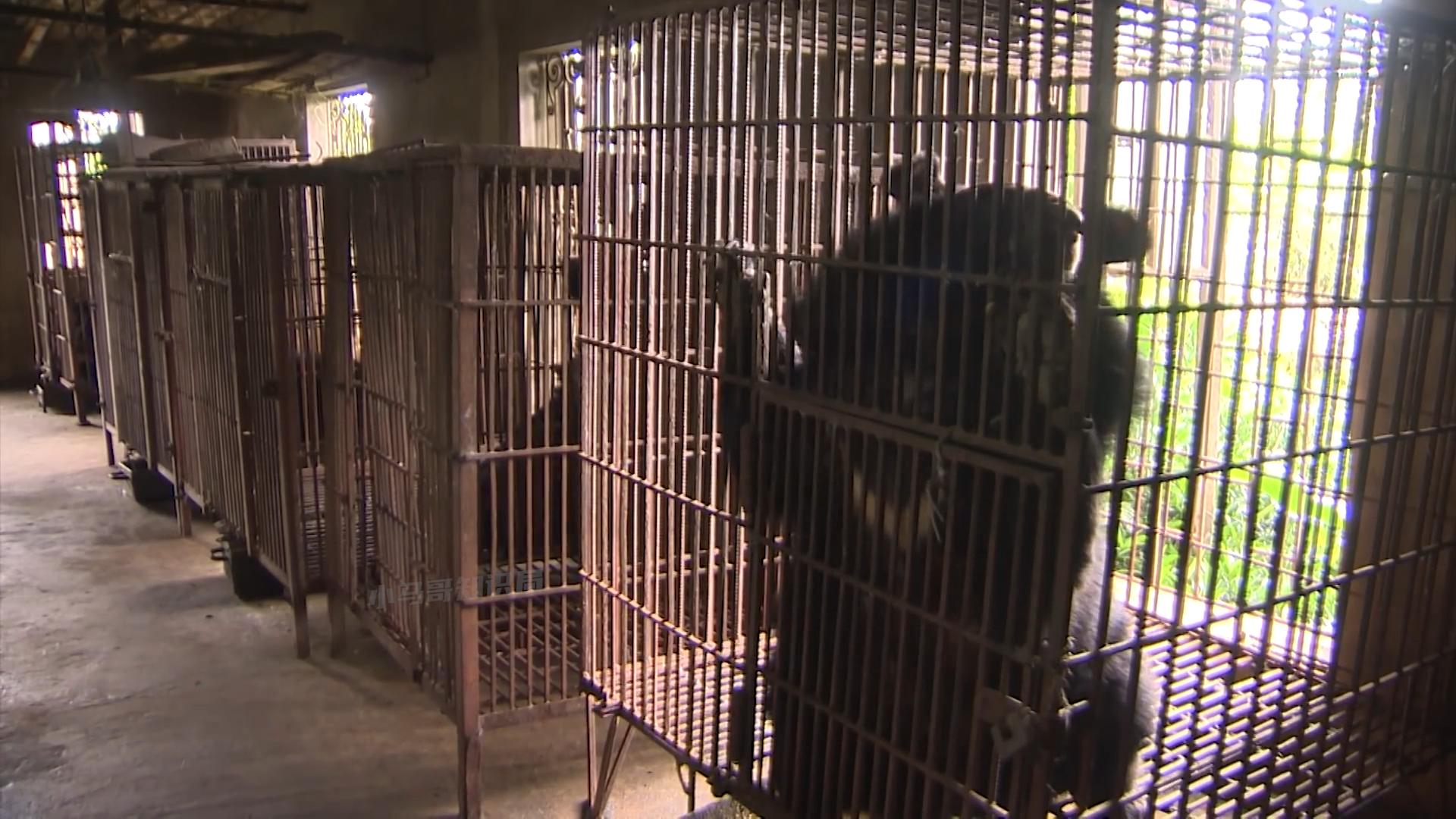 活着插管取胆,老了分解卖钱,活熊取胆那么残忍,为什么不禁止?