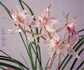 兰花品种大全四川,兰花品种鉴别方法