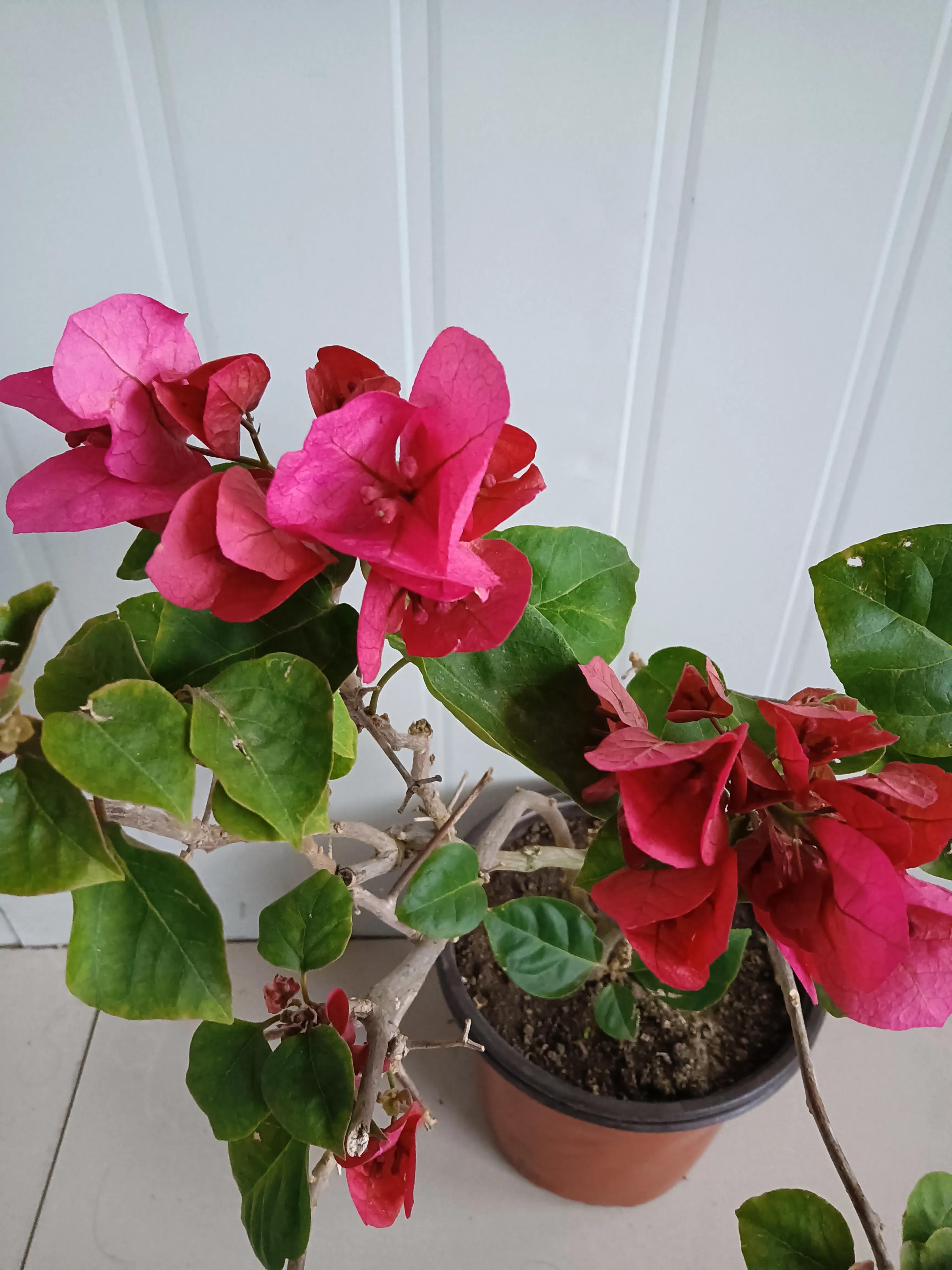 直播间买的花真的好吗,有没有在直播间买花的