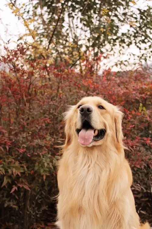 金毛VS拉布拉多，竟那么雷同！谁更得到万千人宠爱？