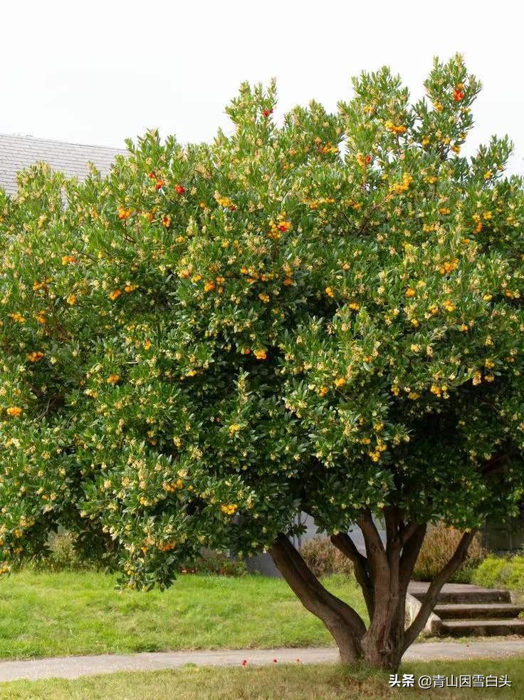 种植草莓一亩地能挣多少钱,草莓树种植地区