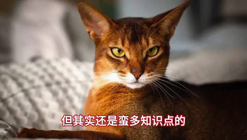 猫咪双排臼齿有什么影响,猫咪咬合错位怎么办