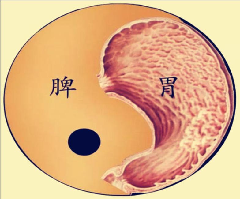 补肾不补脾，等于白调理，中医用这几个药，脾肾同补，脾好肾更强