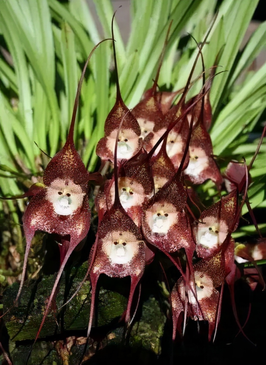 最香的五种兰花哪种兰花耐寒,春夏秋冬四季各是哪几个兰花品种