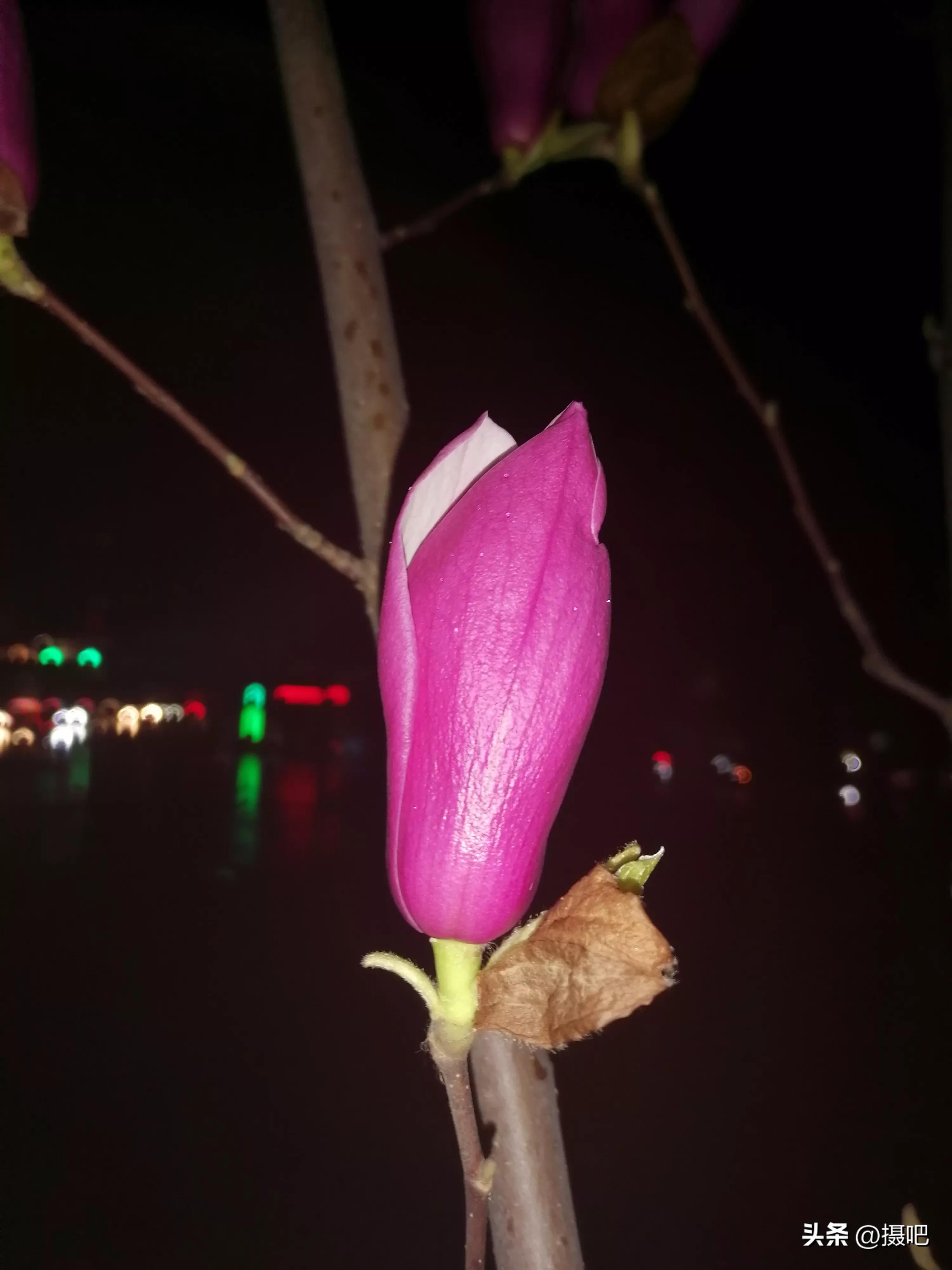 雨夜玫瑰背景图,玫红色唯美图片