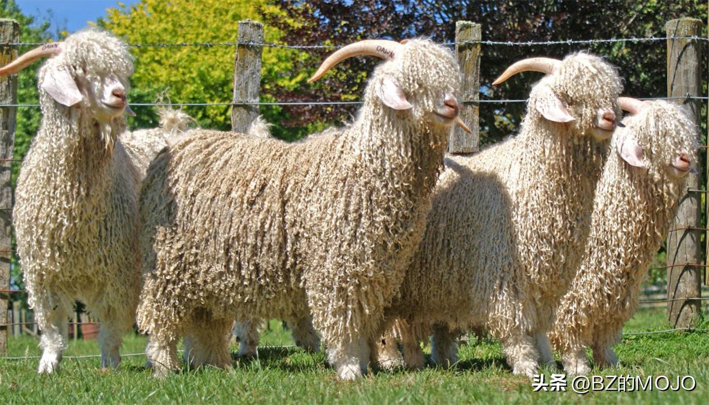 你买的奢侈品为什么那么贵,最奢侈的面料