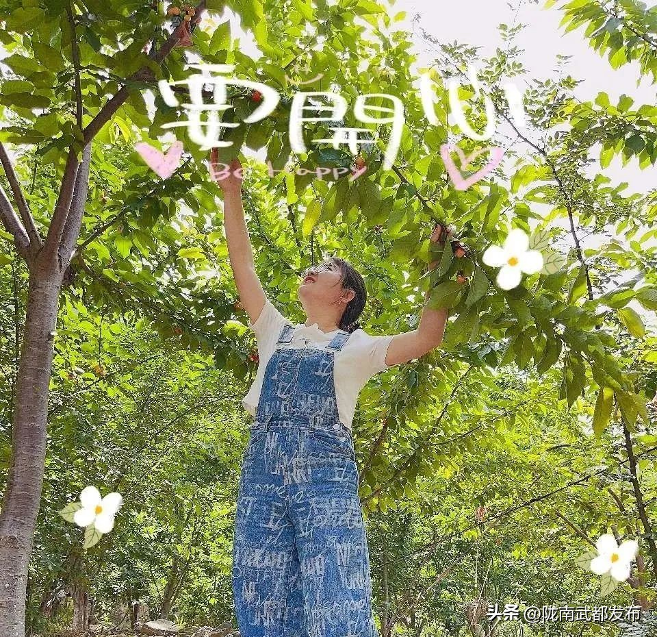 水磨镇车厘子采摘基地,朝阳镇采摘车厘子